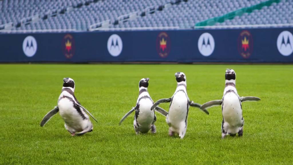 Pinguine entdecken Football-Stadion