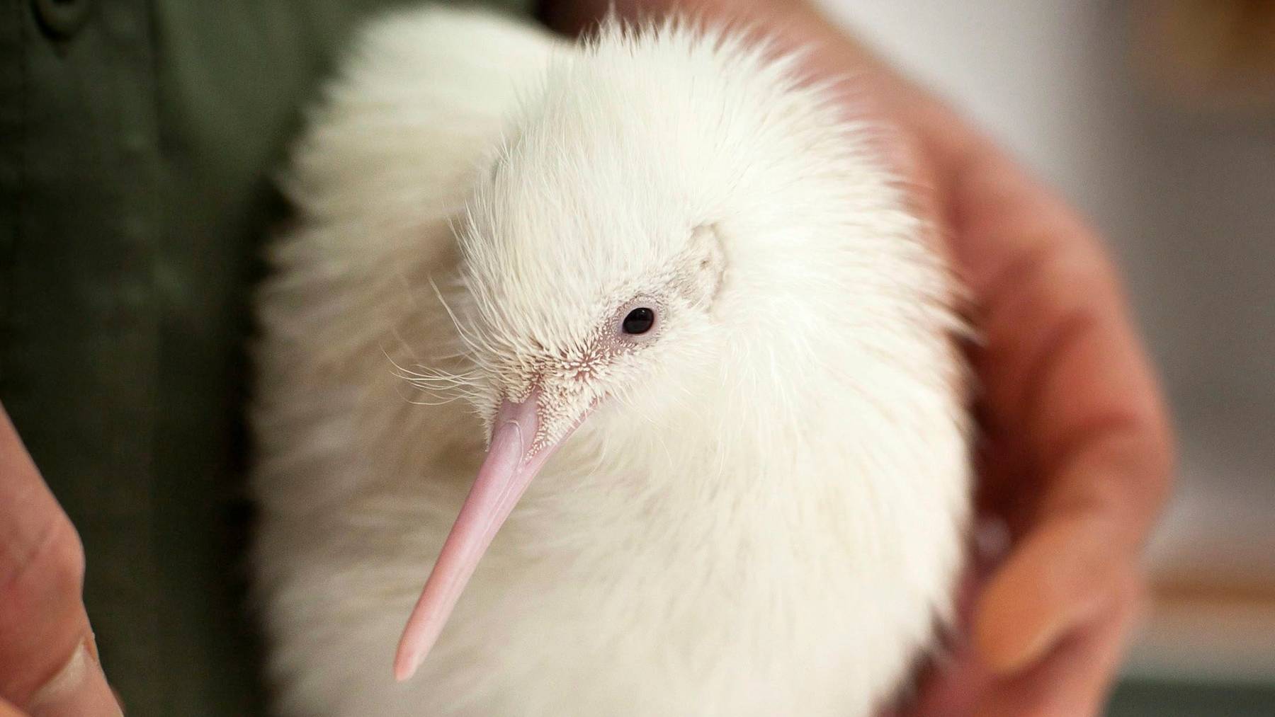 Die extreme Dürre in Neuseeland macht auch dem Kiwi-Vogel zu schaffen.