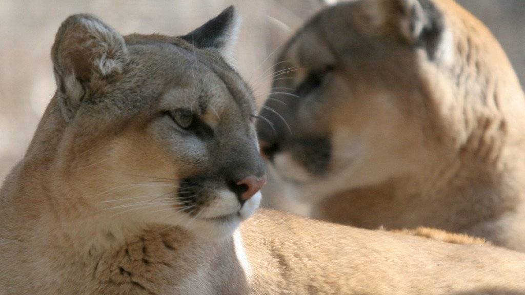 Diese beiden Pumas befinden sich in einem Zoo von New York. (Archiv)
