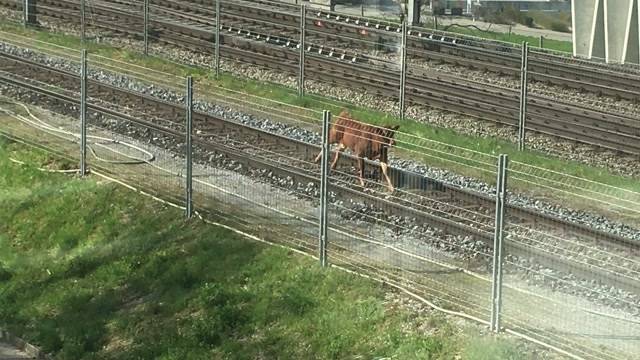 Das Kalb, das bis nach Brugg rannte