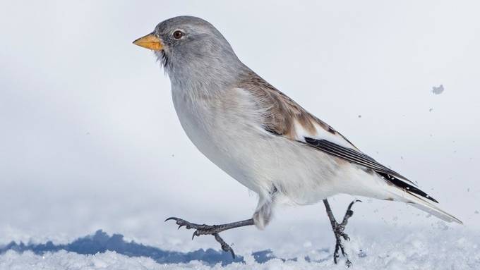 Schneesperlings wird seltener