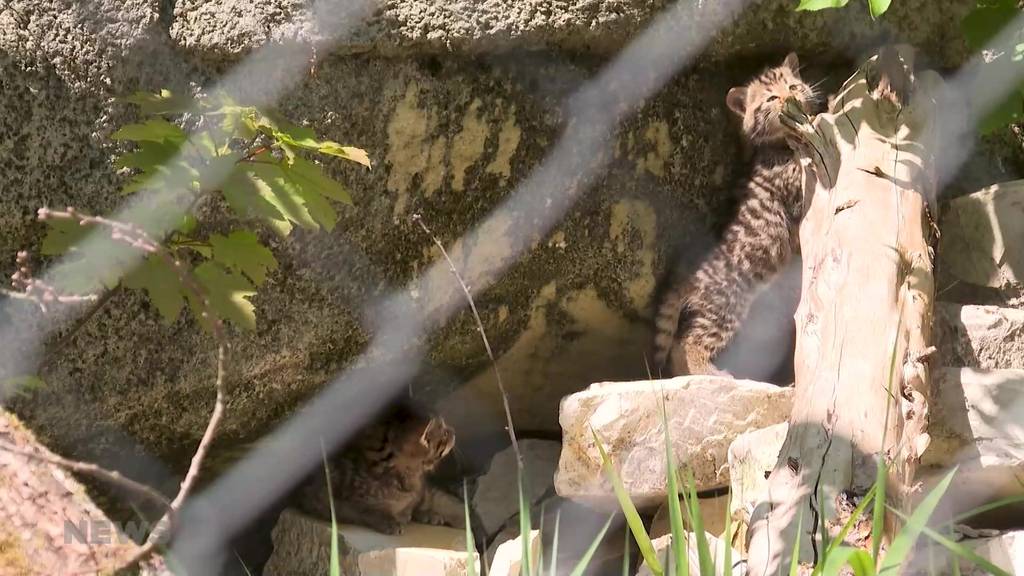 Sie gelten als stark gefährdet: Dählhölzli präsentiert stolz drei junge Wildkatzen