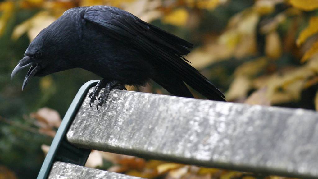 Krähen haben ein Verständnis für Zahlen. (Archivbild)