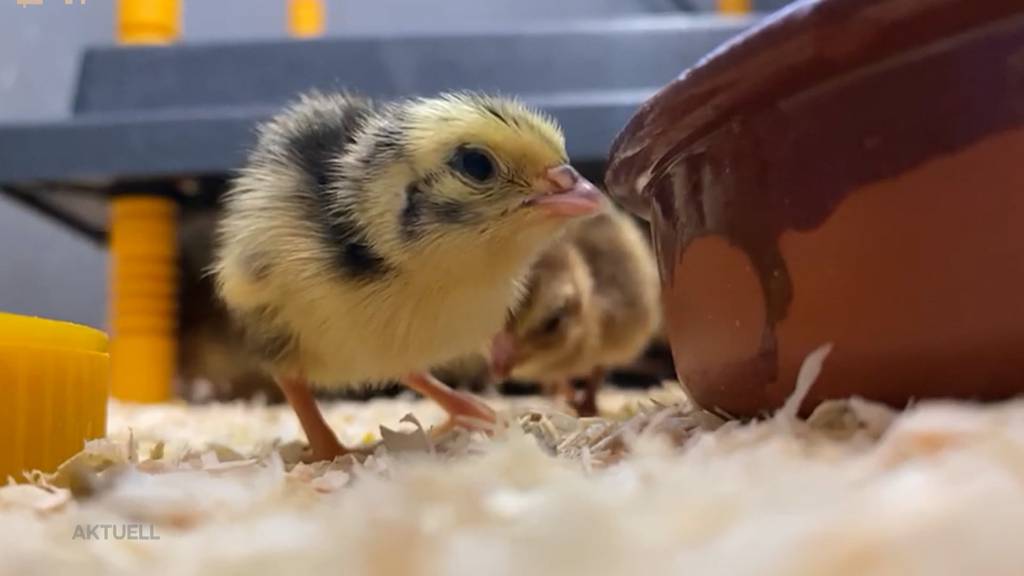 Spezielles Sommerprojekt: Enkel und Grossvater kümmern sich um Wachtelküken