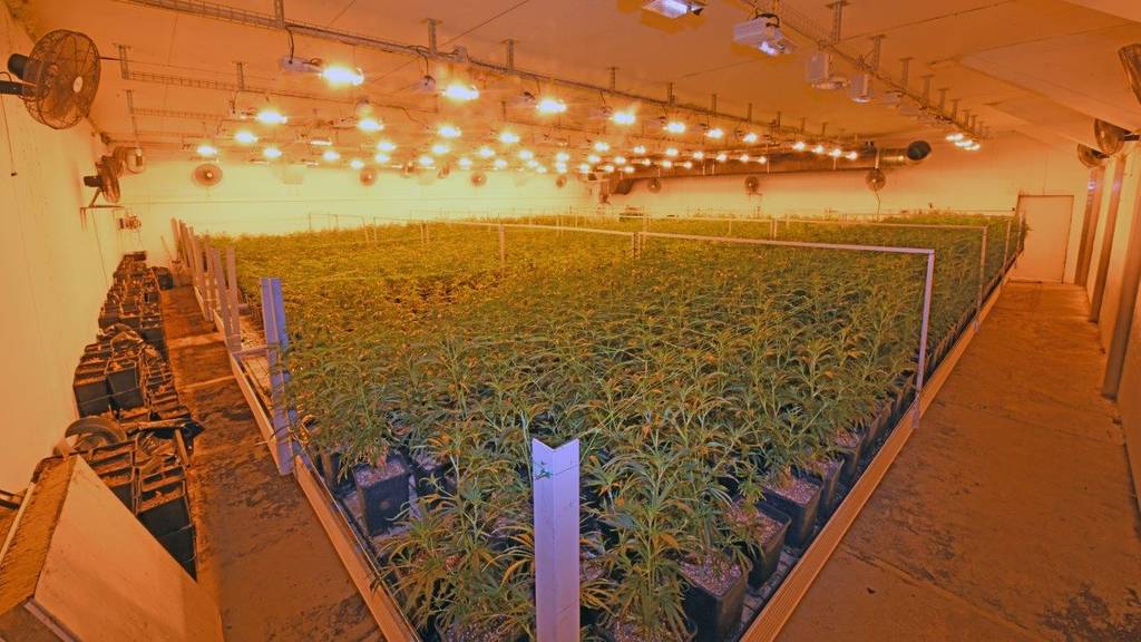 Mit fast 7000 Pflanzen: Riesige Indoor-Hanfplantage sichergestellt