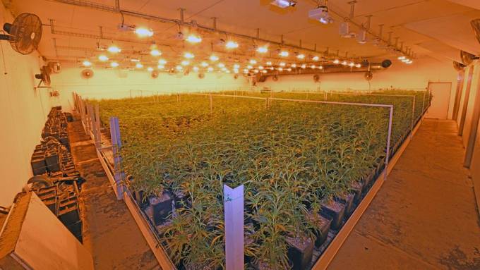 Mit fast 7000 Pflanzen: Riesige Indoor-Hanfplantage sichergestellt