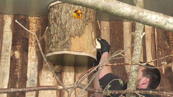 Jö: Tierischer Nachwuchs in der Ostschweiz