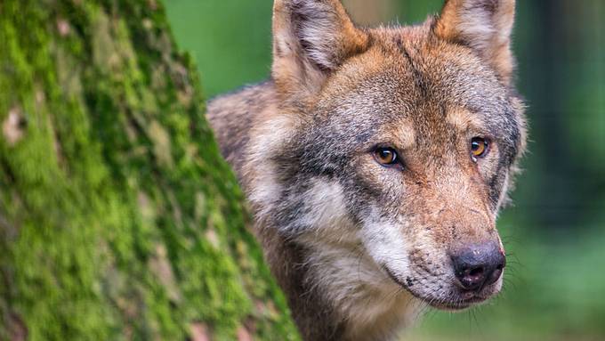 Kanton Bern gibt Wolf im Simmental zum Abschuss frei