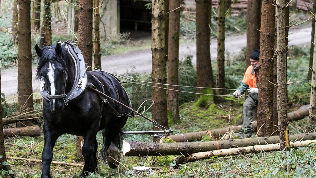 Arbeit für Mann und Pferd: Pferderücker Gian Denoth mit Pferd Uranie holt am MIttwoch in Winterthur wegen des vielen Schnees im Januar umgestürzte Bäume aus dem Wald.