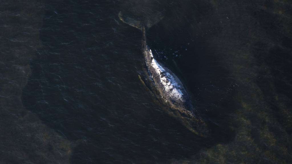 dpatopbilder - Der Buckelwal liegt in einer ausgespülten Wanne vor der Insel Poel (Aufnahme aus einem Flugzeug). Der vor drei Wochen bei Wismar gestrandete Buckelwal liegt weiterhin auf einer Sandbank fest. Eine privaten Initiative versucht seit Tagen, den Wal zu retten. Foto: Philip Dulian/dpa
