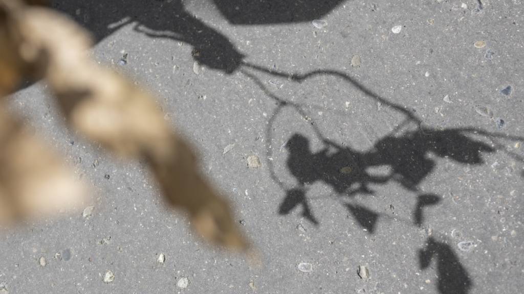 Künstliche Intelligenz erkennt Umrisse laut einer Studie oft nicht. (Archivbild)