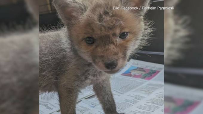Junger Fuchs landet im Tierheim