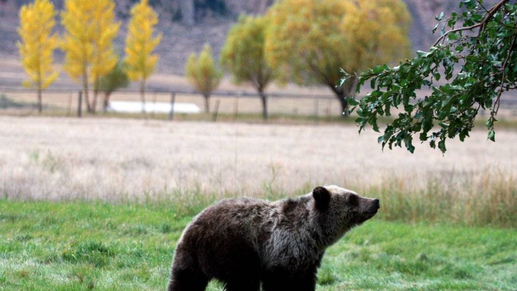 Der Bestand der Grizzly-Bären im Yellowstone-Nationalpark habe sich erholt, findet das US-Innenministerium - deshalb sollen die Tiere als nicht mehr gefährdet eingestuft werden. (Archiv)