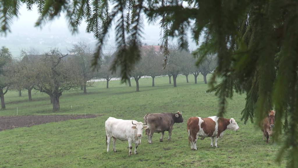Es lebe die Kuh: Altersheim für Kühe sucht Patenschaften