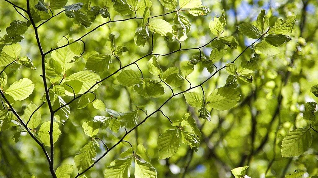 Wann die Bäume im Frühling ihre Blätter entfalten, beeinflusst ihre Fähigkeit, das Treibhausgas CO2 aufzunehmen.