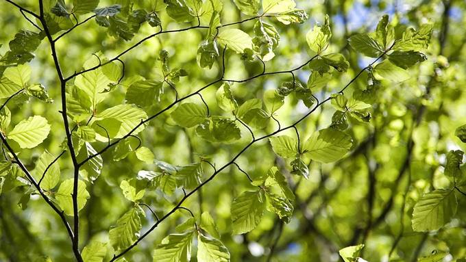 Bäume treiben trotz Klimawandel nicht immer früher aus