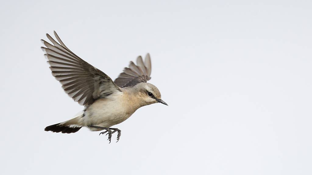 Spatzengrosser Steinschmätzer fliegt in Höhen von 5000 Metern