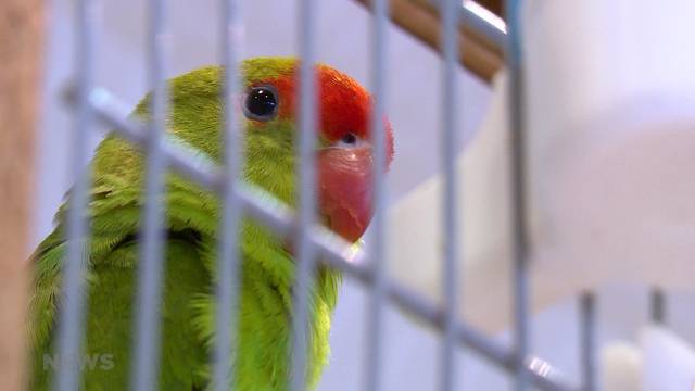 Das sind die schönsten Vögel der Schweiz