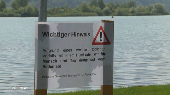 Blaualgen in Schmerikon vergiften Hunde