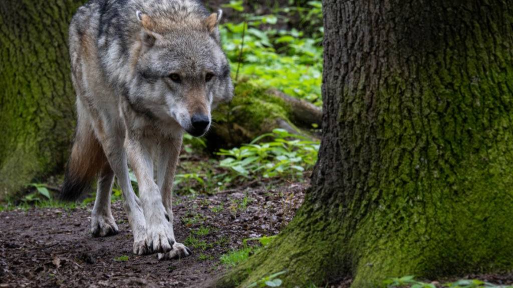 Der Wolf, der in einer Nacht sieben Schafe riss, ist wohl immer noch im Knonaueramt. Der Kanton ruft die Schafhalter dazu auf, ihre Tiere zu schützen. (Symbolbild)