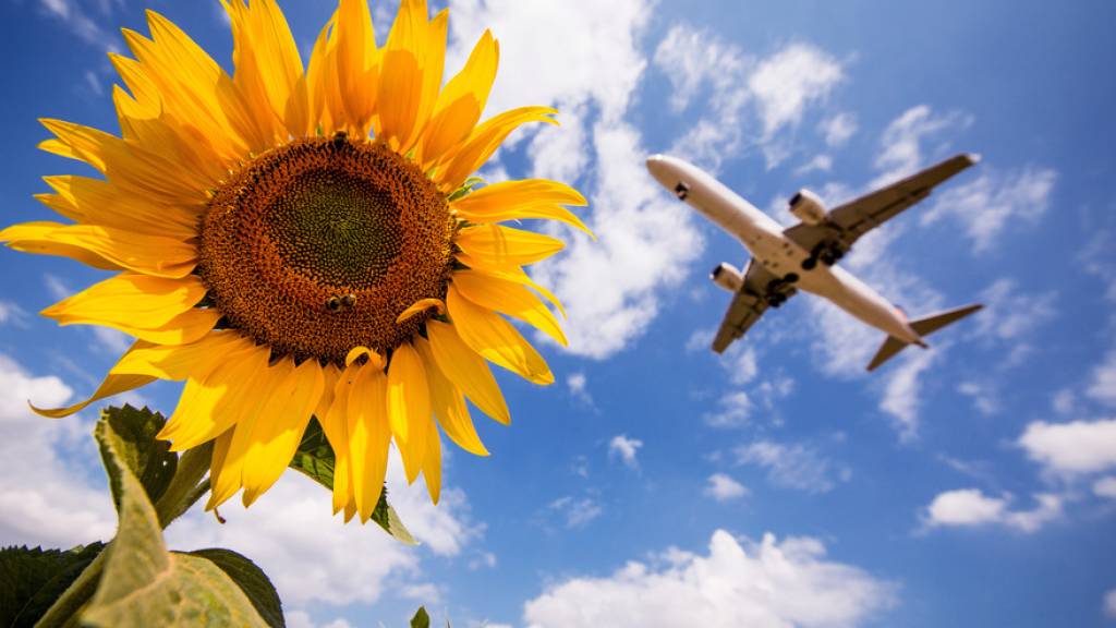 Ein Flugzeug der Lufthansa fliegt am Stuttgarter Flughafen über Sonnenblumen hinweg. In Deutschland sollen künftig Flugreisen teurer und Bahnfahrten im Fernverkehr billiger werden. Die Regierung hat Steueränderungen für das Klimapaket beschlossen. (Archivbild)