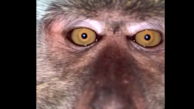Affe klaut Handy und macht Videos und Selfies