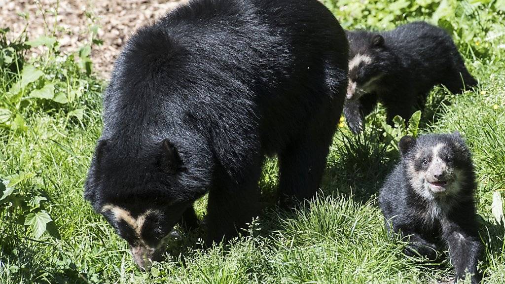 Die im Januar im Zoo Zürich geborenen Brillenbären-Zwillinge haben ihre Wurfbox verlassen und erkunden mit ihrer Mutter die Aussenanlage.