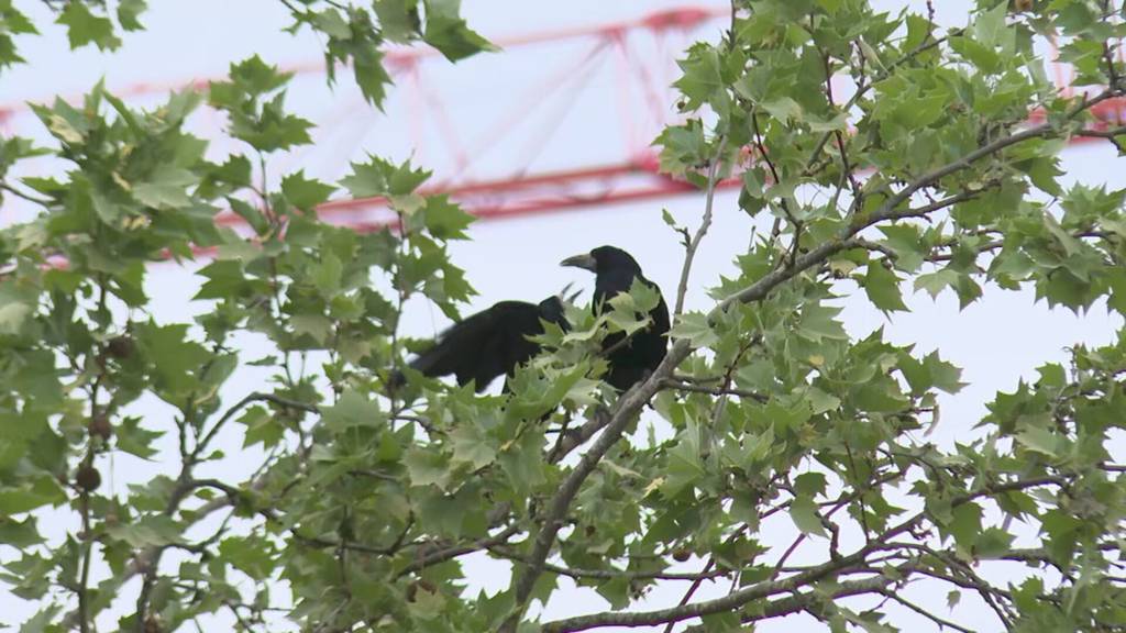 Saatkrähen sorgen in Frauenfeld für Ärger: Stadt kämpft gegen hartnäckige Vogelplage