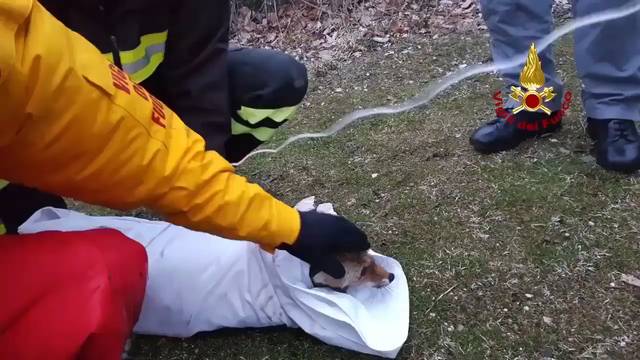 Feuerwehr rettet Fuchs aus Stausee