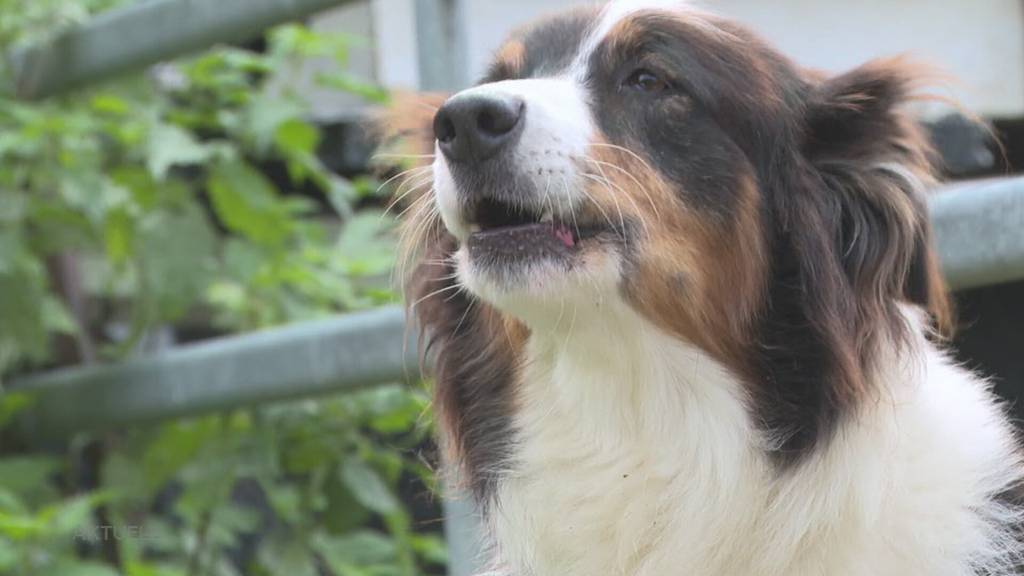 Klare Ansage: Halterin der beschlagnahmten Tiere im Fricktal will nicht zahlen