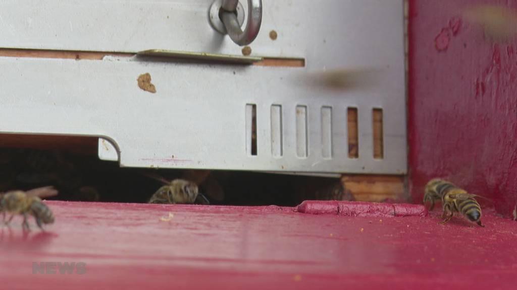 Bienen sind auf der Suche nach Nahrung