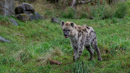 Zoo Zürich verfüttert Erdmännchen an Hyänen