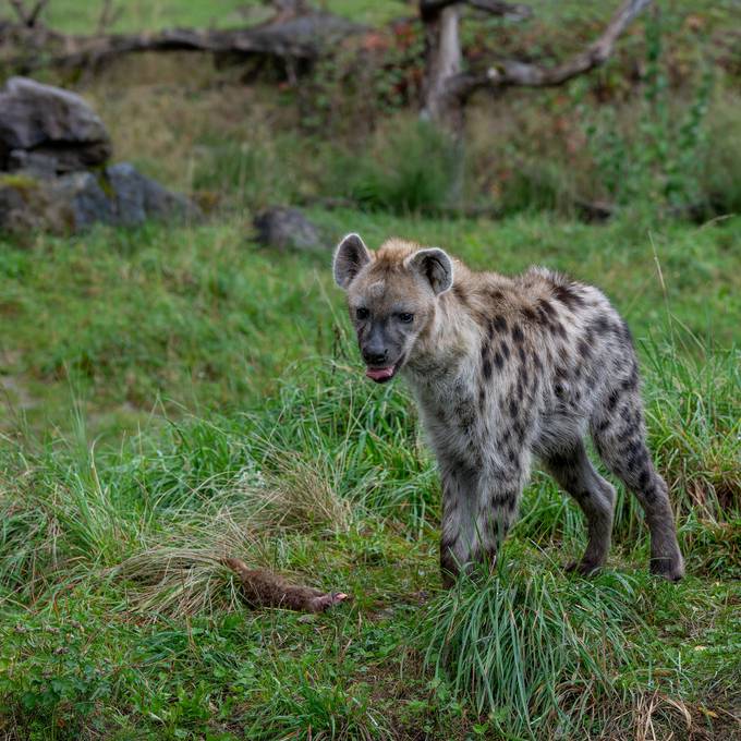 Zoo Zürich verfüttert Erdmännchen an Hyänen