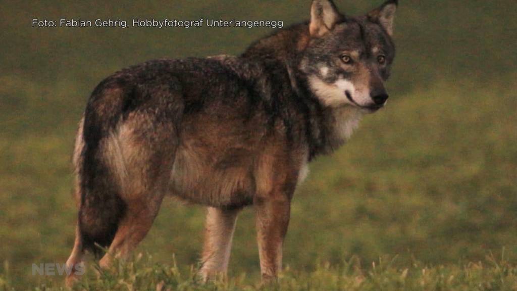 SVP Grossrat Knutti fordert Wolfabschuss