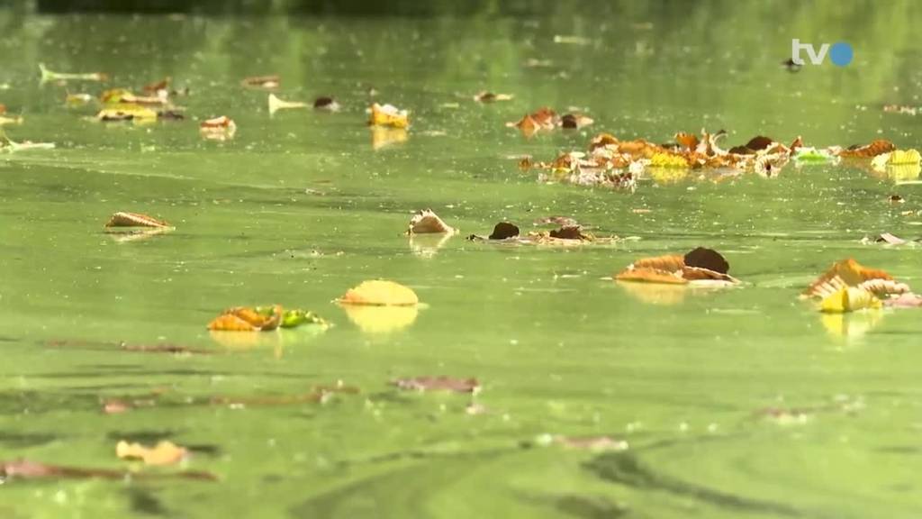 Kreuzlinger Giftweiher: Sogar Lähmungen drohen nach Blaualgen-Befall