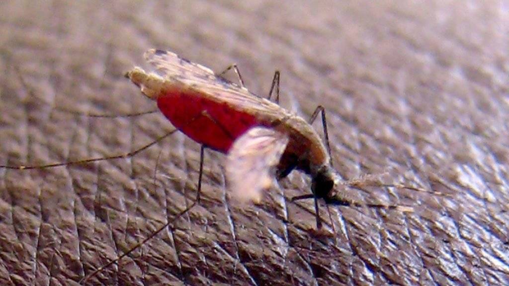 Eine neu entdeckte Schwachstelle des Malaria-Erregers könnte helfen, die Übertragung zwischen Mensch und Moskito zu stoppen und damit den Lebenszyklus des Parasiten zu blockieren. (Archivbild)