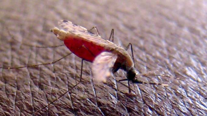 Schwachstelle von Malaria-Erreger entdeckt