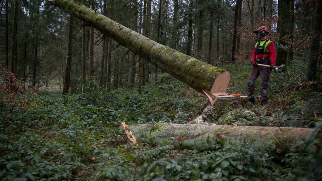 Aus dem Schweizer Wald wurde weniger Holz abtransportiert