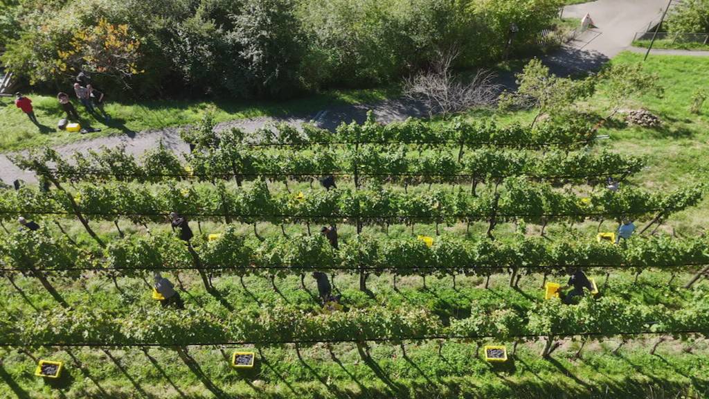 Weinlese in der Zentralschweiz verspricht guten Jahrgang