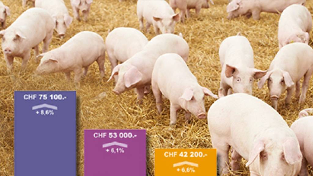 Schwein gehabt: Die gestiegene Nachfrage nach «Schwinigem» hat den Einkommen in der Schweizer Landwirtschaft gut getan. Auch Covid-19 war den Bauern gnädig: Die Pandemie führte zur Rückbesinnung auf einheimische Produkte, vor allem direkt ab Hof (Pressebild).