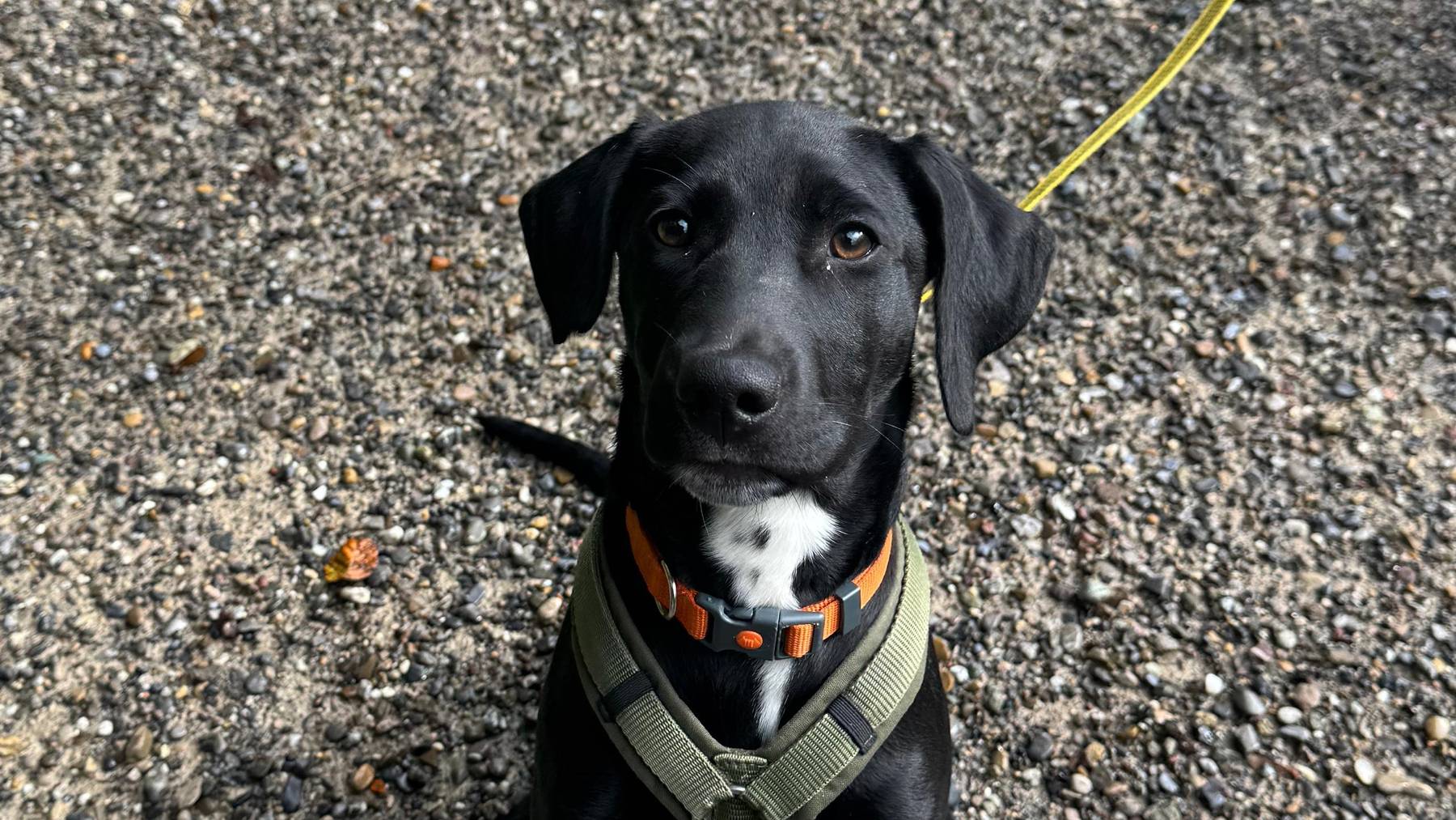 Hund vom Zürcher Tierschutz