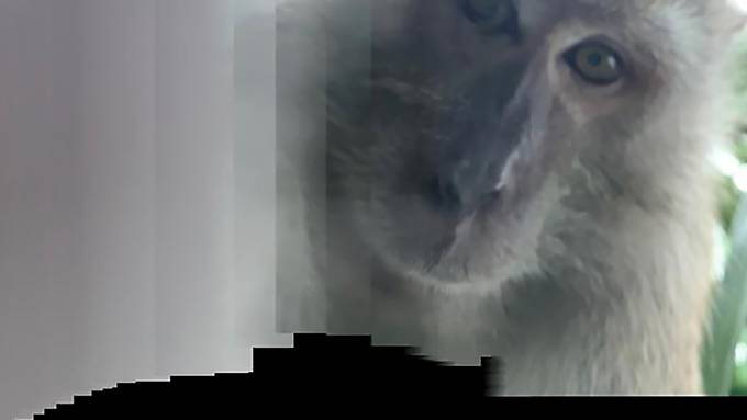 Affen-Selfie: Primat klaut Smartphone und macht Fotos