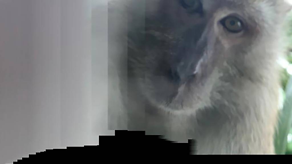 HANDOUT - Das von Zackrydz Rodzi zur Verfügung gestellte Foto zeigt einen Affen, der ein Selfie mit Rodzis Smartphone fotografiert hat. Foto: -/Zackrydz Rodzi/AP/dpa - ACHTUNG: Nur zur redaktionellen Verwendung im Zusammenhang mit der aktuellen Berichterstattung und nur mit vollständiger Nennung des vorstehenden Credits