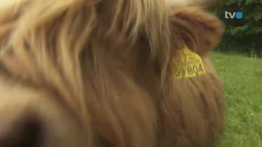 Zottel-Rinder: Ramona Inauen ist erste Mini-Highland-Züchterin der Schweiz.