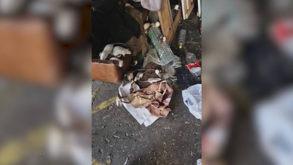 Ratten-Drama: Oltner zahlt Busse, weil er mit über 150 Nager lebte