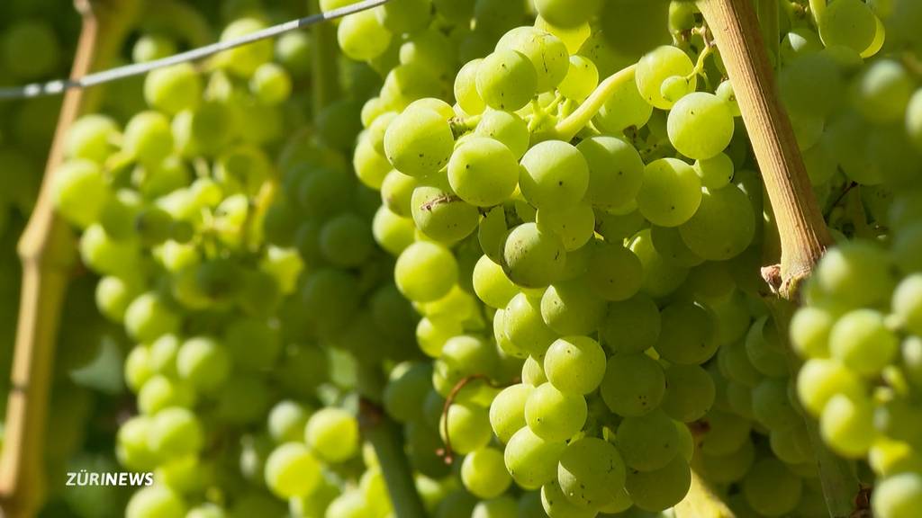Winzer erwarten ein gutes Weinjahr 2022