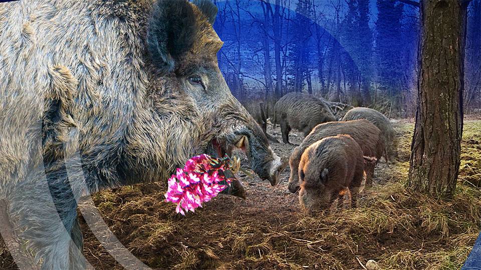 Wildschwein
