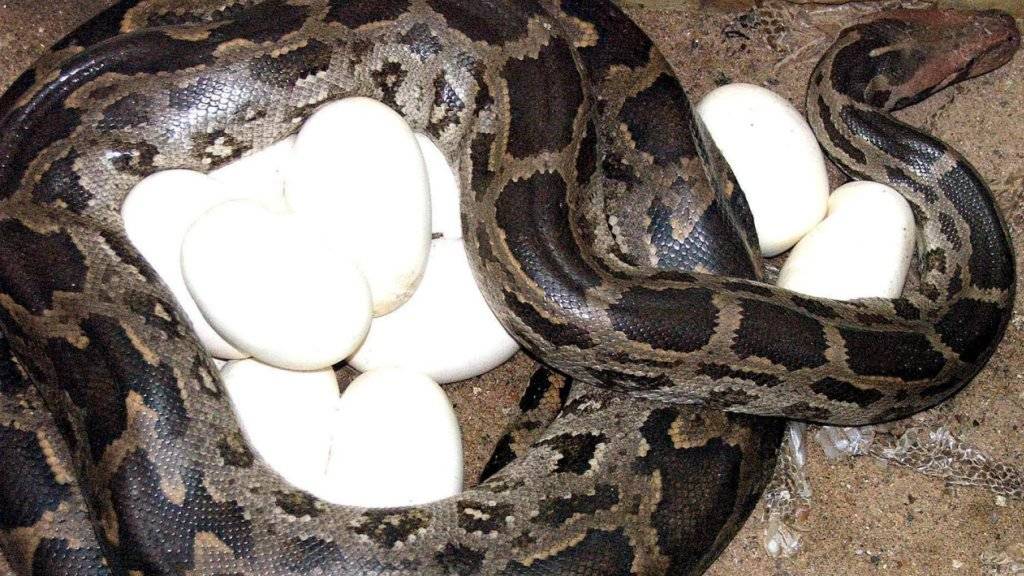 In der Wohnung in Argentiniens Hauptstadt Buenos Aires wurden 219 Schlangen, darunter auch Pythonschlangen, sowie 19 Schlangeneier entdeckt. (Archiv)