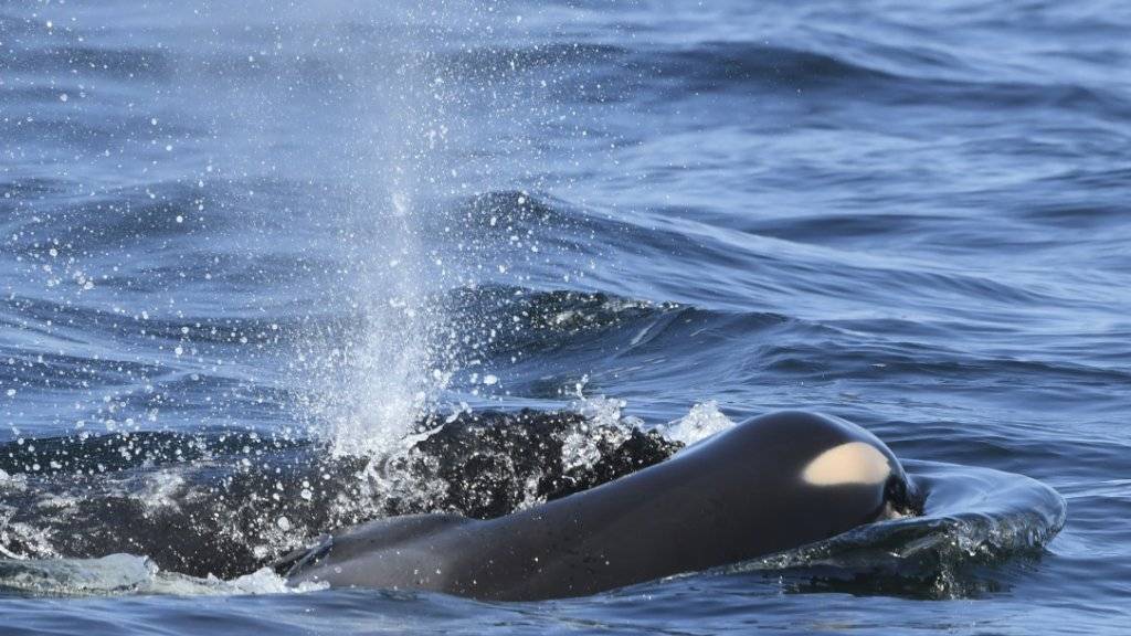 Die Orca-Mutter treibt ihr totes Junges in kanadischen Gewässern nahe Victoria im Wasser vor sich her.