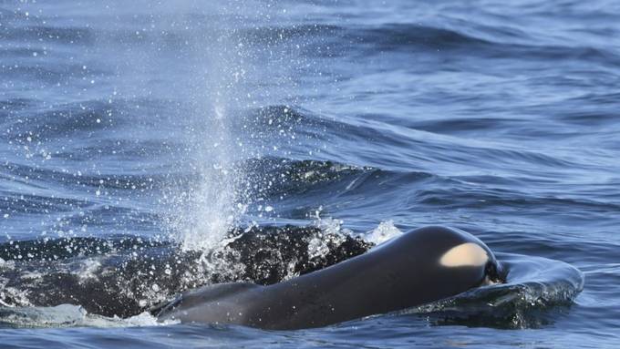 Orca trägt totes Junges tagelang an der Wasseroberfläche